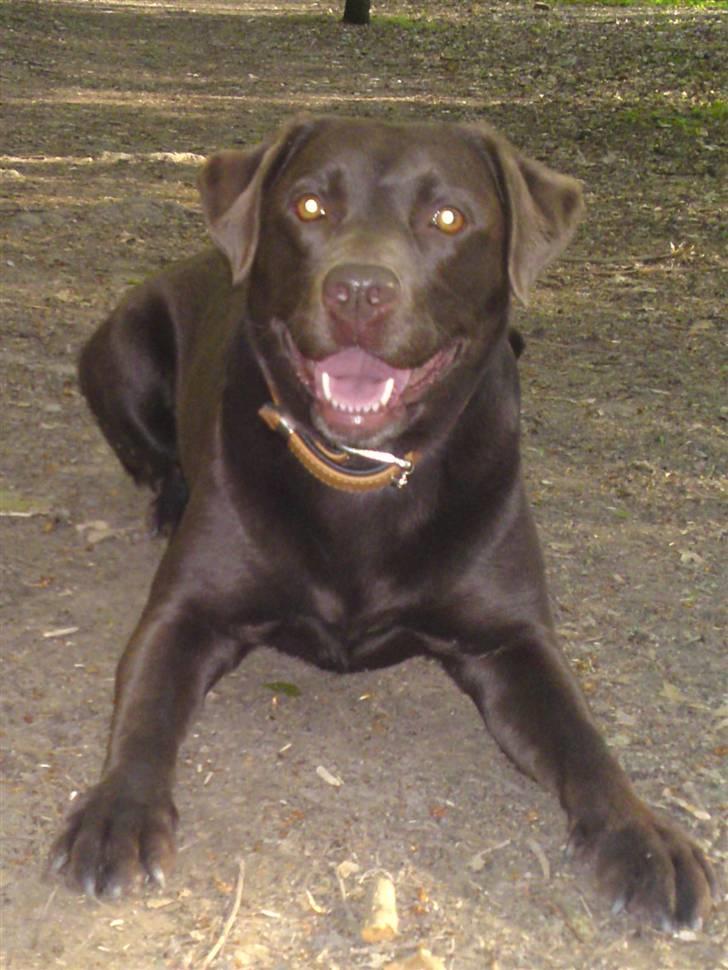 Labrador retriever Beddy B  billede 7