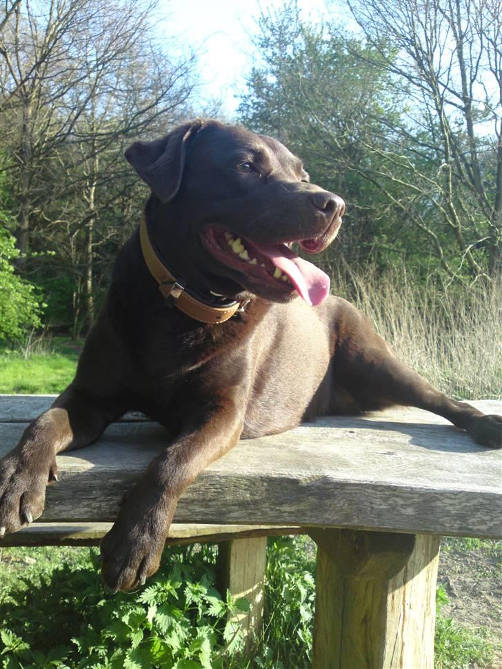 Labrador retriever Beddy B  billede 8