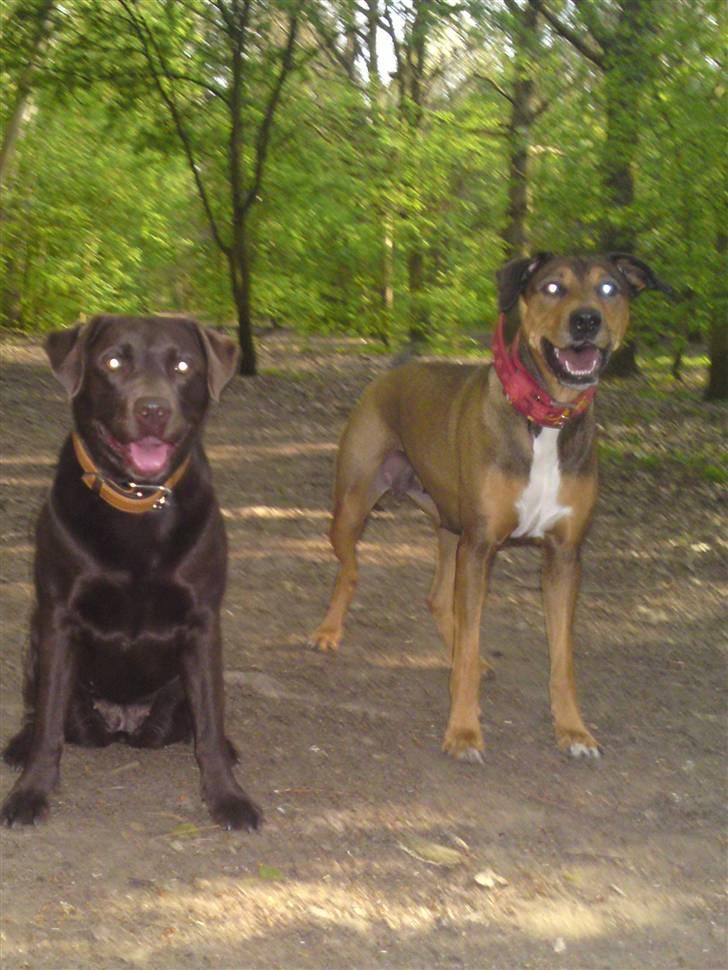 Labrador retriever Beddy B  billede 9