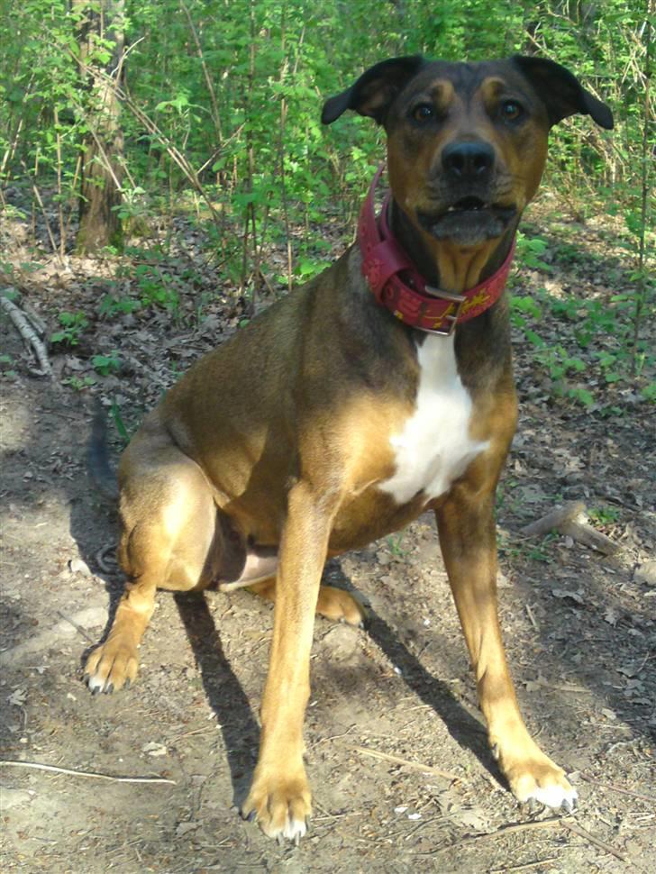 Blanding af racer HOOTCHIE billede 12