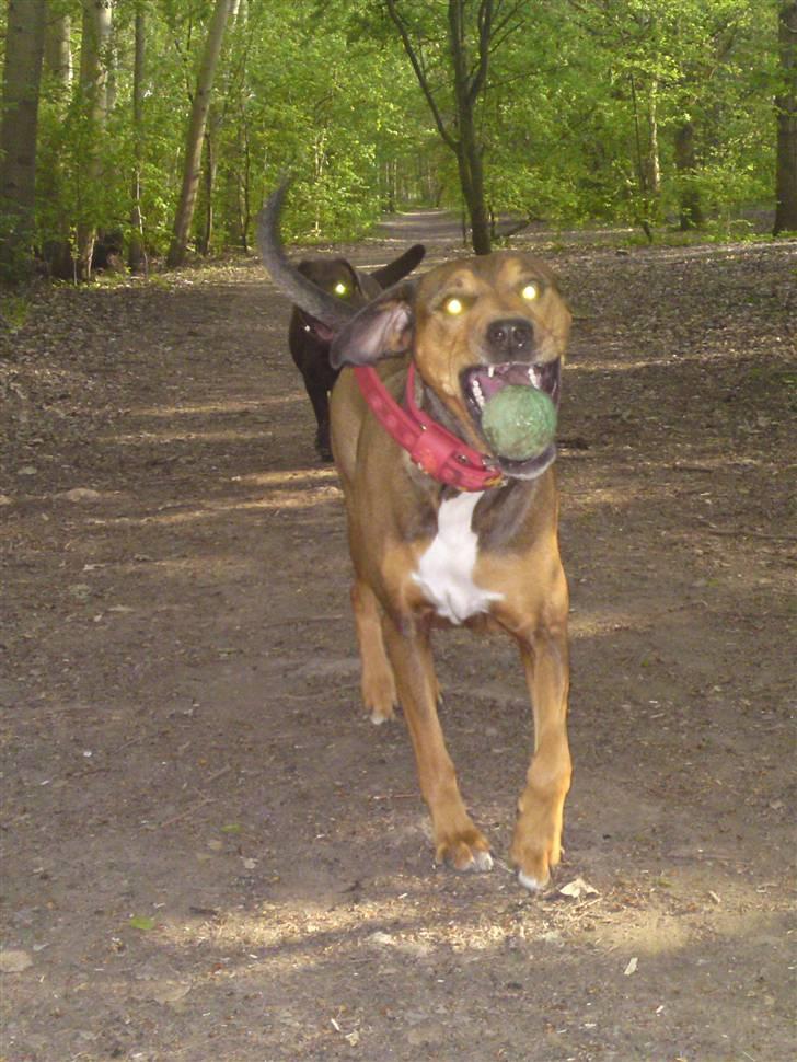 Blanding af racer HOOTCHIE billede 13