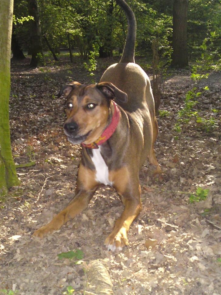 Blanding af racer HOOTCHIE billede 14