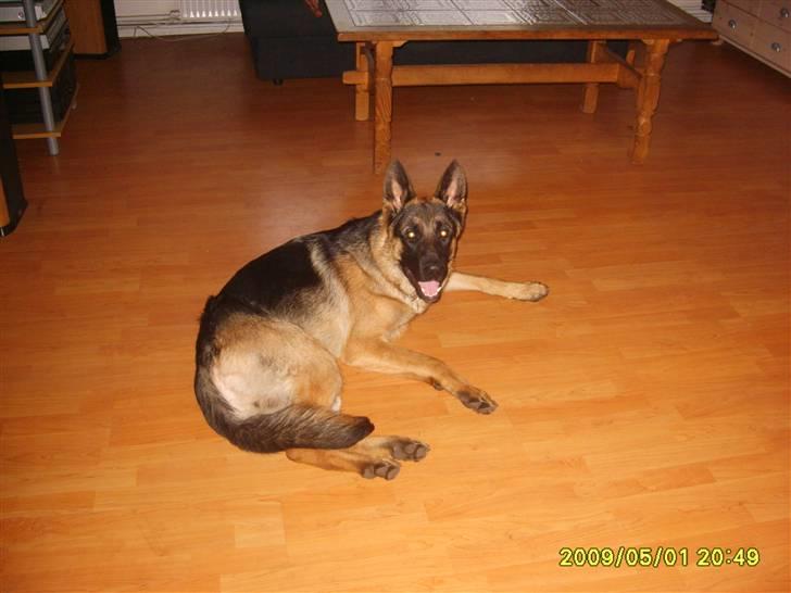 Schæferhund Taico. 2008-2010. R.I.P - Ja så kan han slappe af billede 8