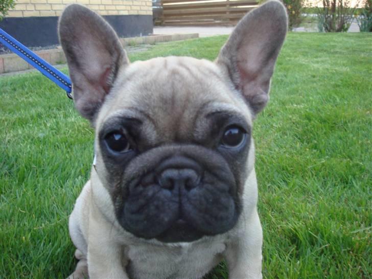 Fransk bulldog Bullconnexion Hector billede 9
