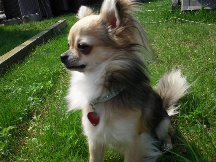 Chihuahua | Jacko - # Billede 15 billede 15