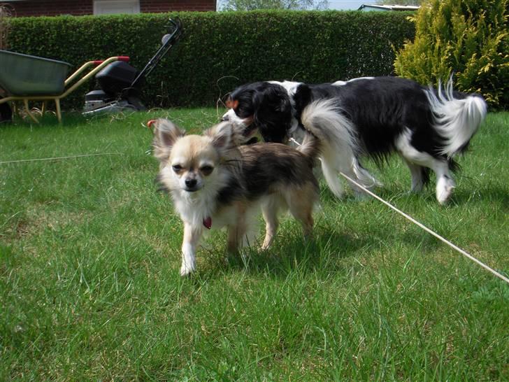 Chihuahua | Jacko - # Billede 16 billede 16