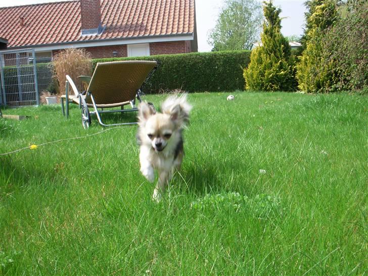 Chihuahua | Jacko - # Billede 17 billede 17