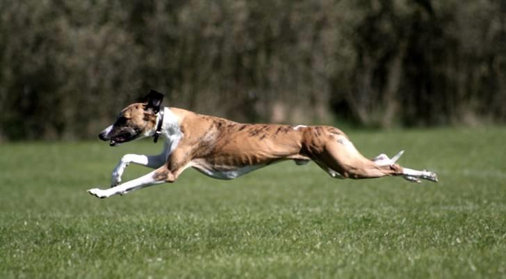 Whippet Airescot Baffinbay Bobbie billede 18