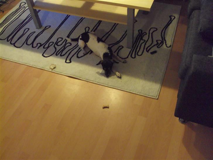 Dansk svensk gaardhund Sisse billede 11