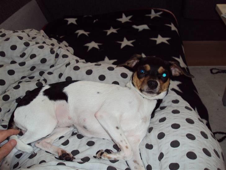 Dansk svensk gaardhund Sisse billede 12