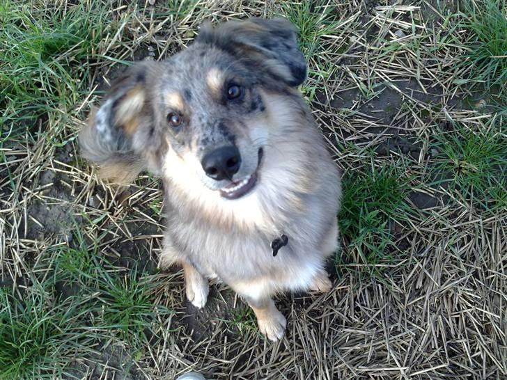 Blanding af racer Idaho billede 1