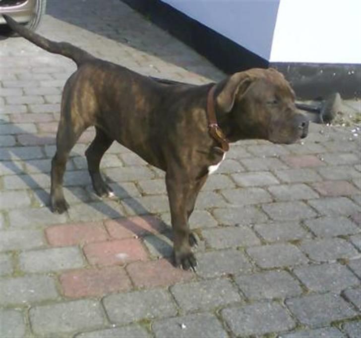 Blanding af racer Buster billede 20