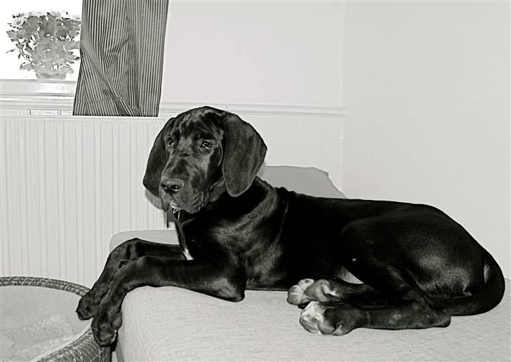 Grand danois Fenris billede 18