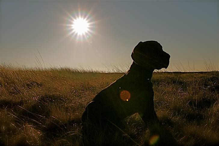 Grand danois Fenris billede 19