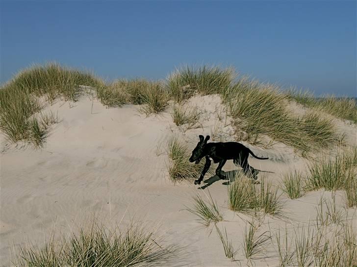 Grand danois Fenris billede 20