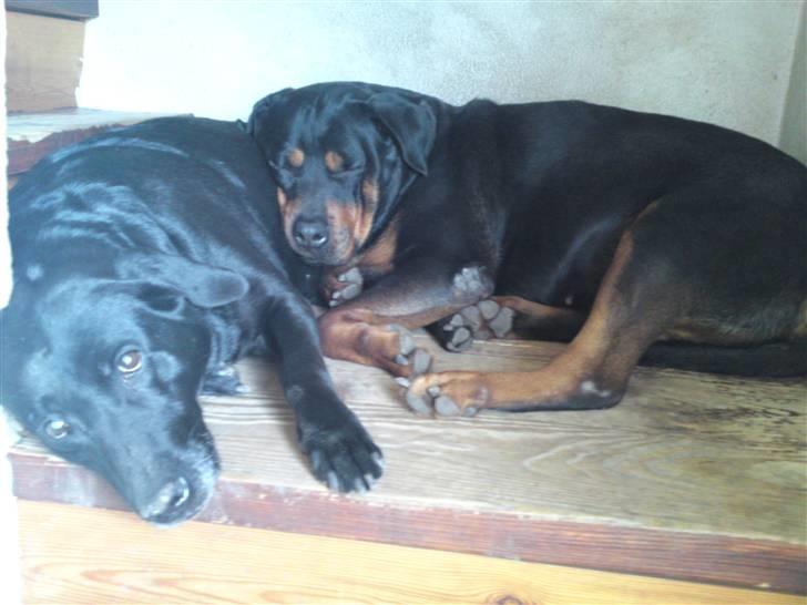 Rottweiler Emma billede 3