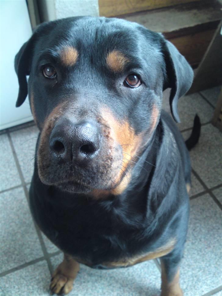 Rottweiler Emma billede 4