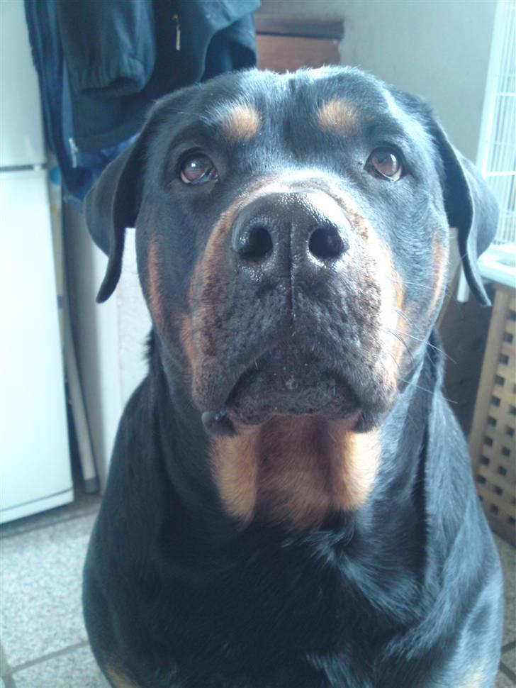 Rottweiler Emma billede 5