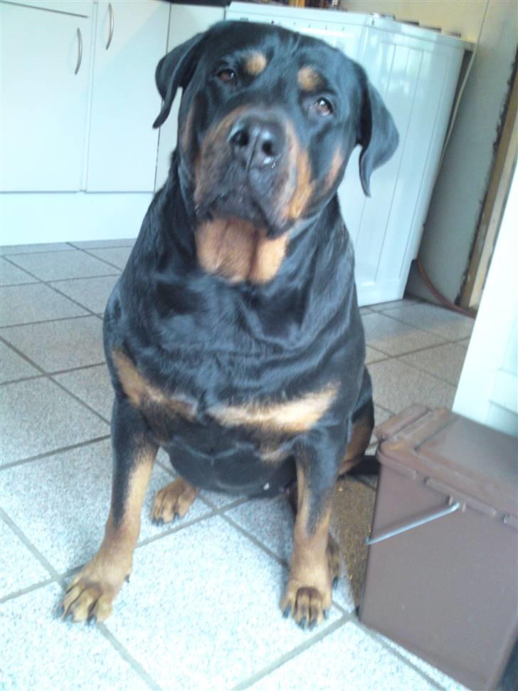 Rottweiler Emma billede 6