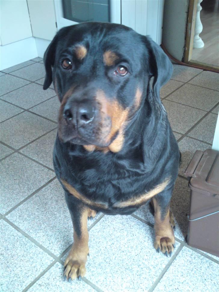 Rottweiler Emma billede 7