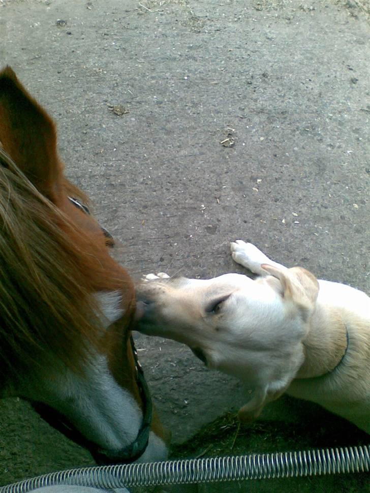 Blanding af racer Zacho - Zacho vasker hestenes øjne, øre og næsebor så snart han kan komme til det :o) billede 15