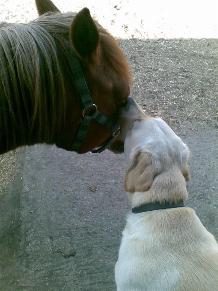 Blanding af racer Zacho billede 16