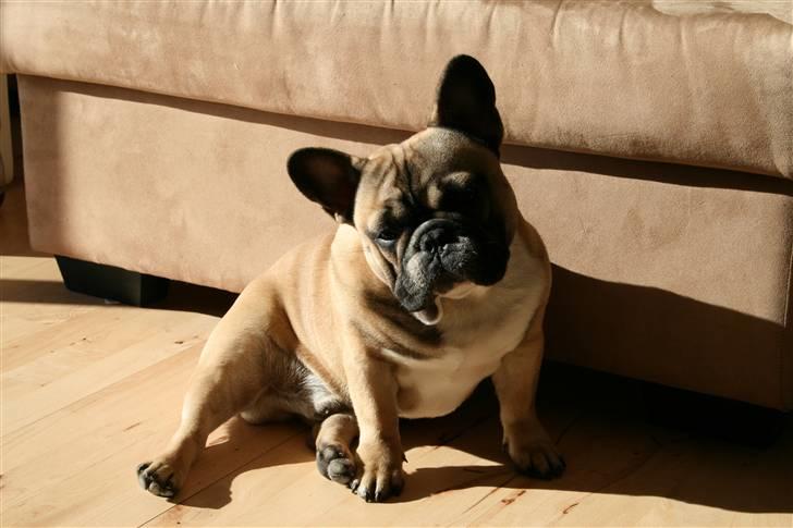 Fransk bulldog Elvis (HIMMELHUND) - Sol hunden .... ;) billede 13