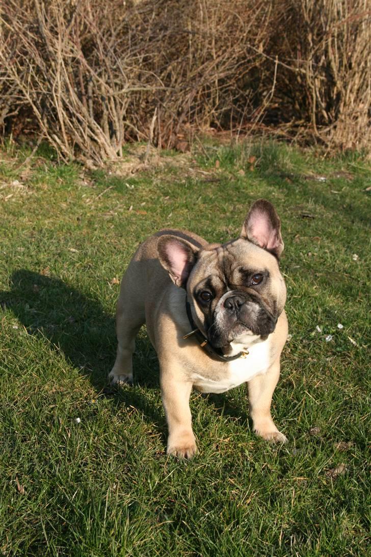 Fransk bulldog Elvis (HIMMELHUND) billede 14