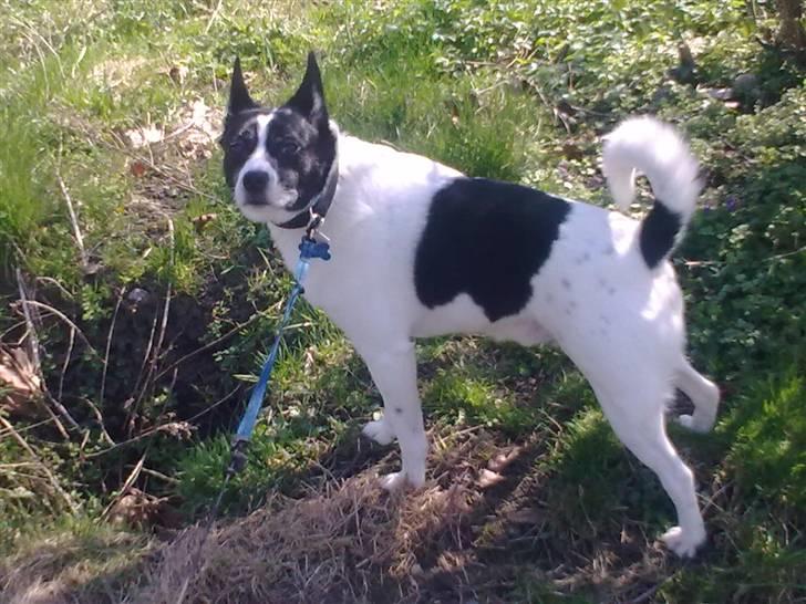 Blanding af racer Himmelhund Charlie  - Vil du noget billede 5