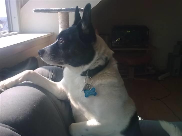 Blanding af racer Himmelhund Charlie  - Jeg holder lige øje med det hele billede 6