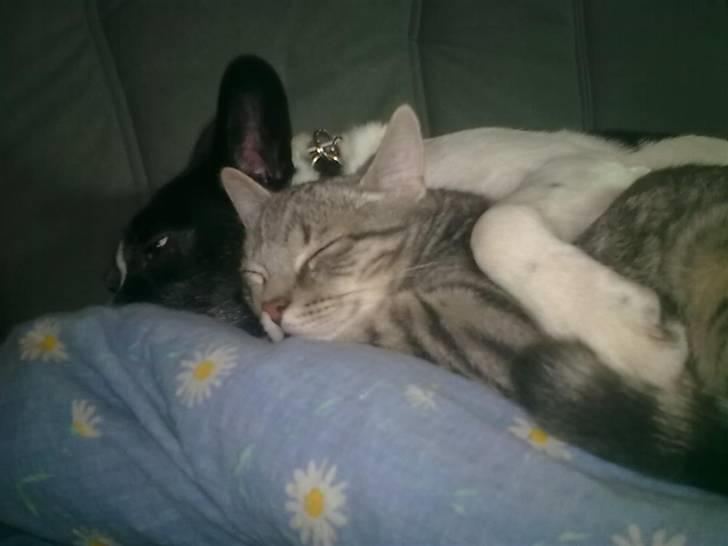 Blanding af racer Himmelhund Charlie  - Vi er bare de bedste venner billede 7