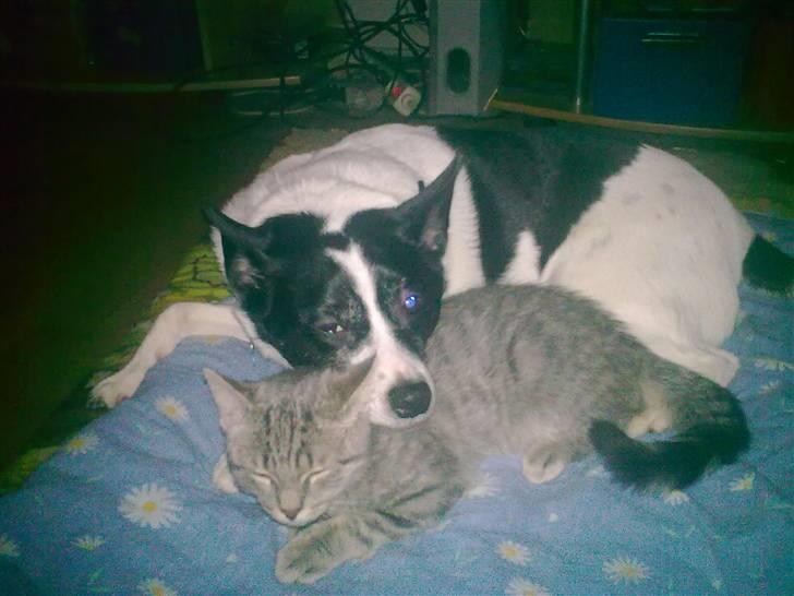 Blanding af racer Himmelhund Charlie  - Bruger lige simba som hodepude billede 8