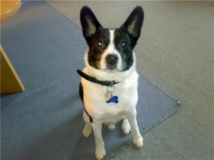 Blanding af racer Himmelhund Charlie  - er jeg ikke bare sød med de store strit øre billede 9