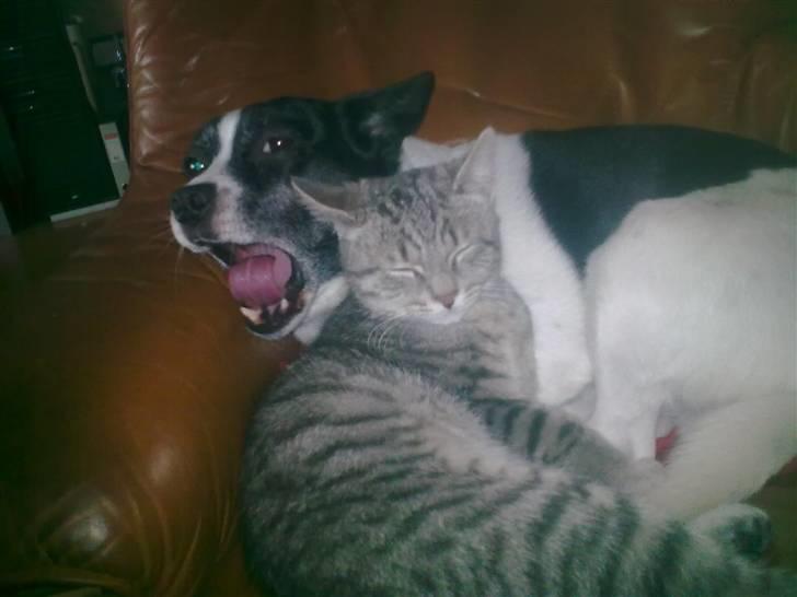 Blanding af racer Himmelhund Charlie  - Her putter mig og simba liige, men Gaaaab hvor er jeg godt nok blevet træt billede 10