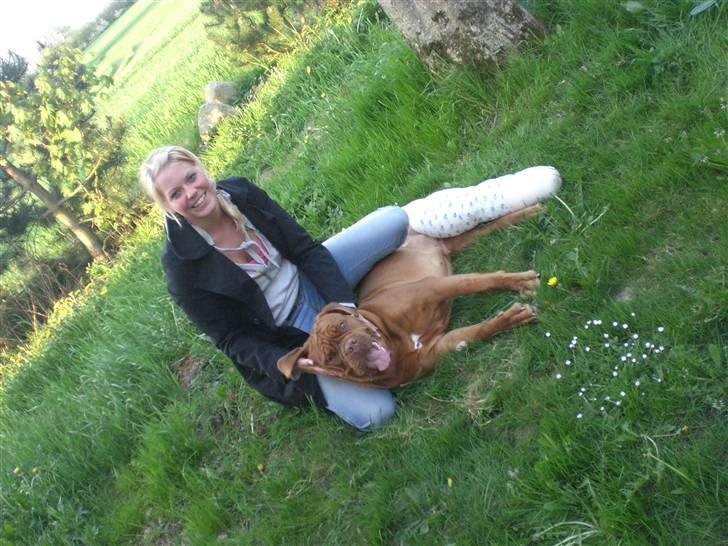 Dogue de bordeaux Cobberhouse's Buena Vista - Bine blev opereret for korsbåndsskade i april 2009, her er hun lige gået kold i haven i et forsøg på at tisse.. det er hårdt med sådan en stor forbinding, men vi fik hygget lidt i haven:o) billede 18