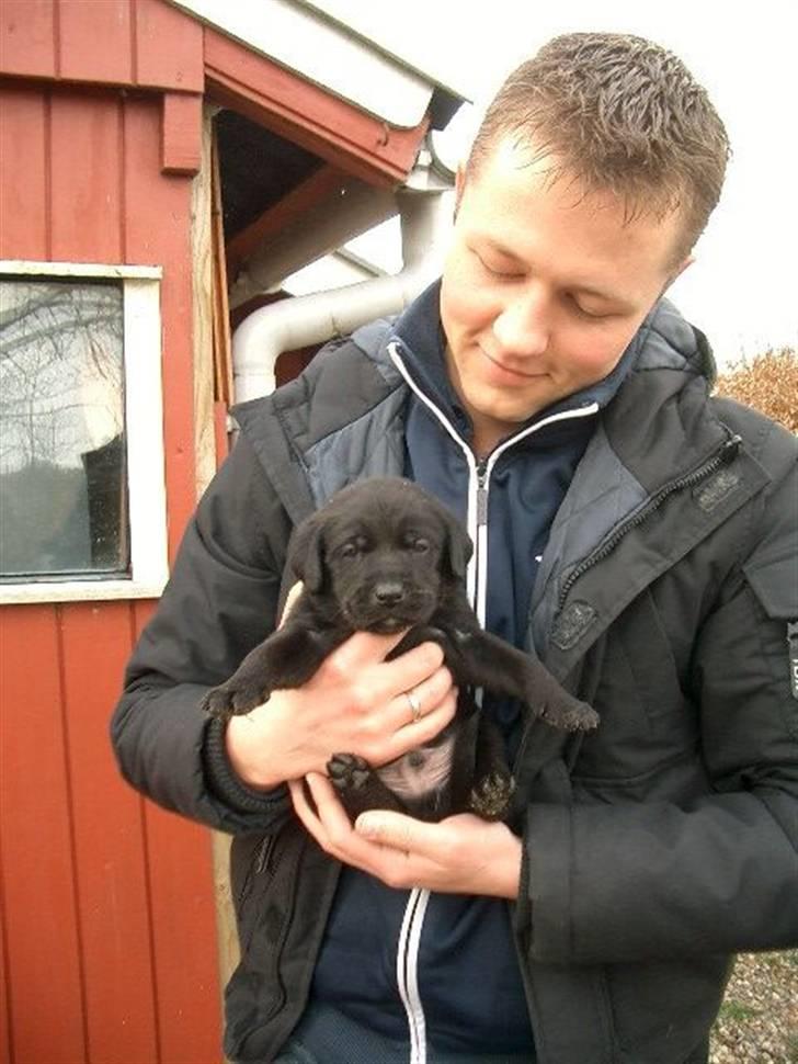 Blanding af racer Henning - Min kæreste holder Henning. Henning - 3 uger gammel billede 1