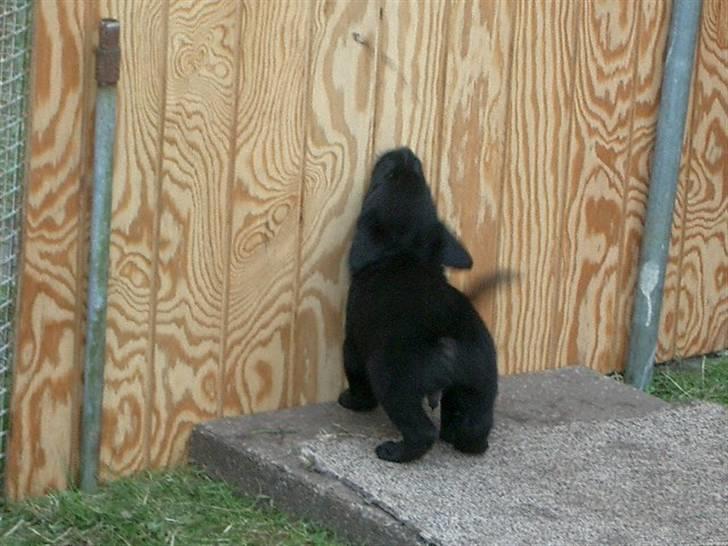 Blanding af racer Henning - Luk mig ud herfra!!! billede 3