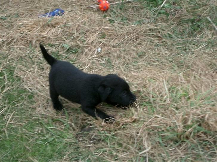 Blanding af racer Henning - Den græs tot skal bare ikke tro den er noget... arrr billede 4