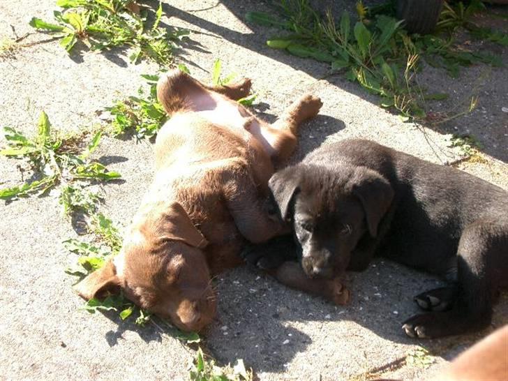 Blanding af racer Henning - Henning soler sig med sin bror 5 uger gammel billede 6