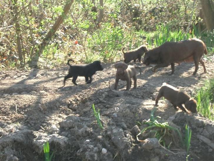 Blanding af racer Henning billede 7