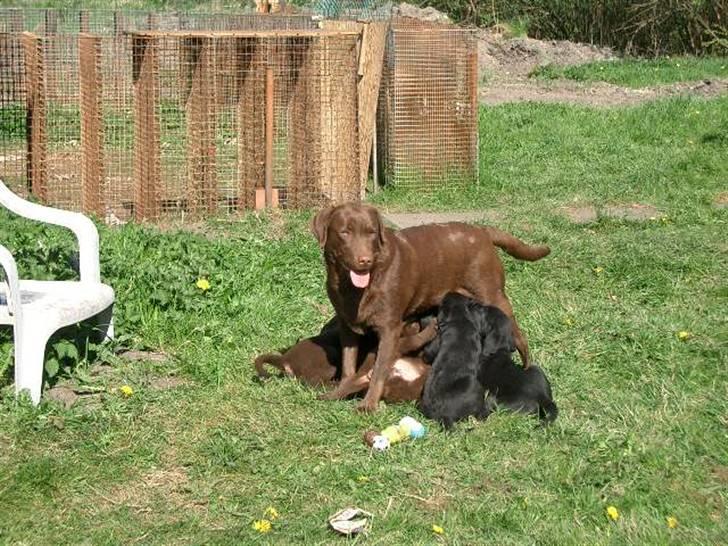 Blanding af racer Henning billede 8