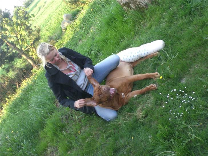 Dogue de bordeaux Cobberhouse's Buena Vista - bine efter korsbåndsoperation april 2009, prøver at holde humøret oppe:o) billede 19