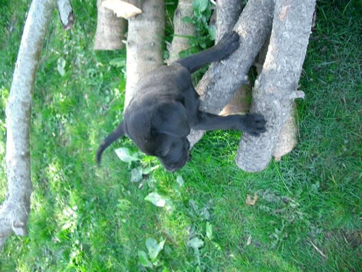 Blanding af racer Henning billede 9