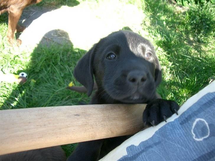 Blanding af racer Henning - Tag mig op moar ;) billede 10