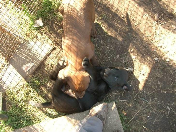 Blanding af racer Henning billede 11