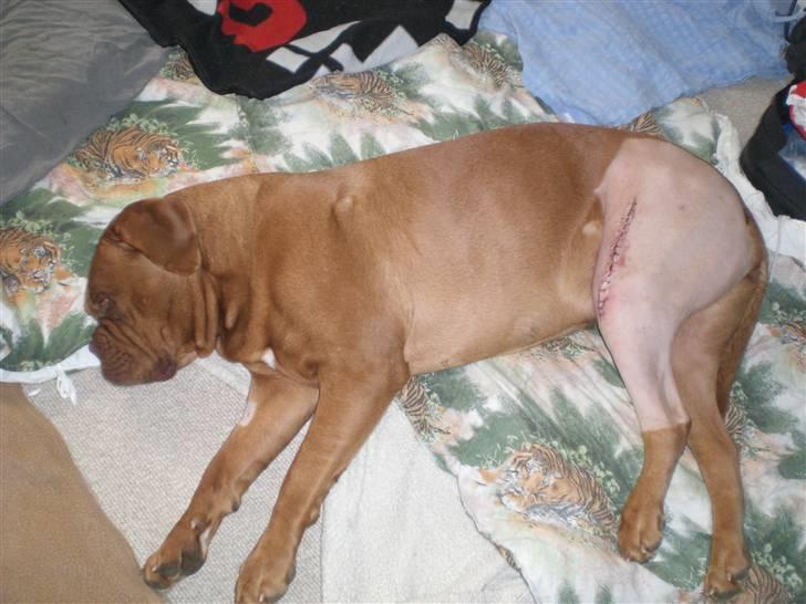 Dogue de bordeaux Cobberhouse's Buena Vista - Så fik hun taget forbindingen af efter 2 dage, pga. hendes korsbåndsskade blev hun opereret.. øv sikke en omgang.. billede 20
