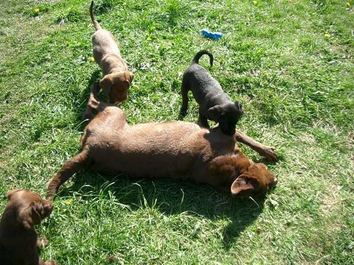 Blanding af racer Henning - Henning overfalder sin mor ;) billede 12