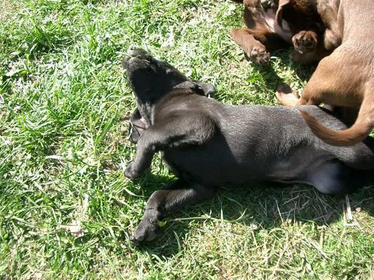 Blanding af racer Henning billede 13