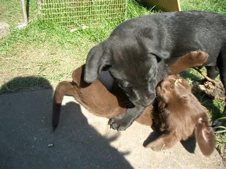 Blanding af racer Henning billede 14