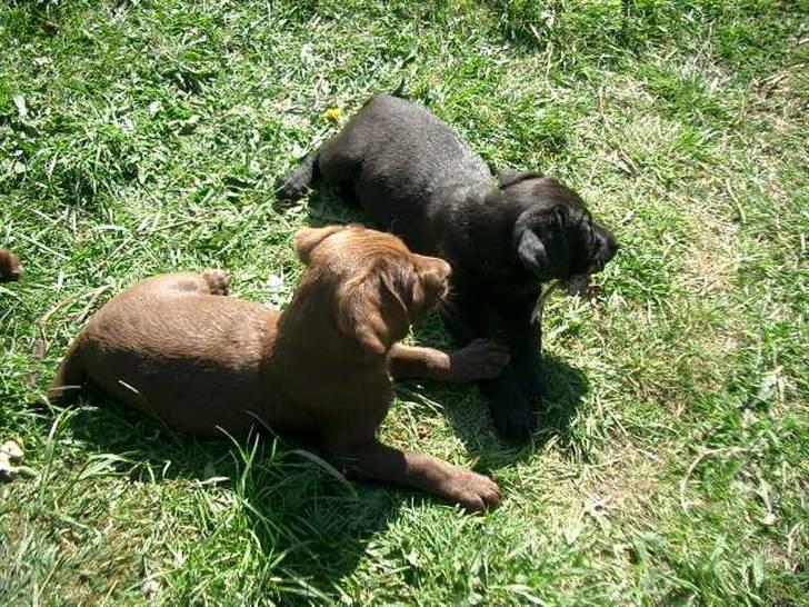 Blanding af racer Henning billede 15